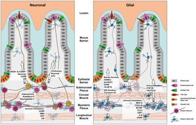 Guardians of the gut: influence of the enteric nervous system on the intestinal epithelial barrier